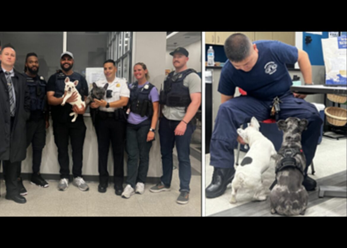 Rockville Man Arrested in Connection With Stolen Dogs and Armed Robbery ...