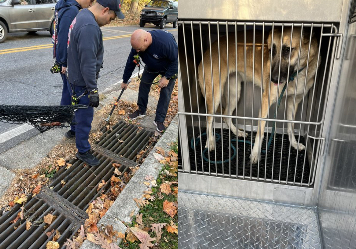 Animal Control Rescue Dog From Storm Drain (video) - The MoCo Show