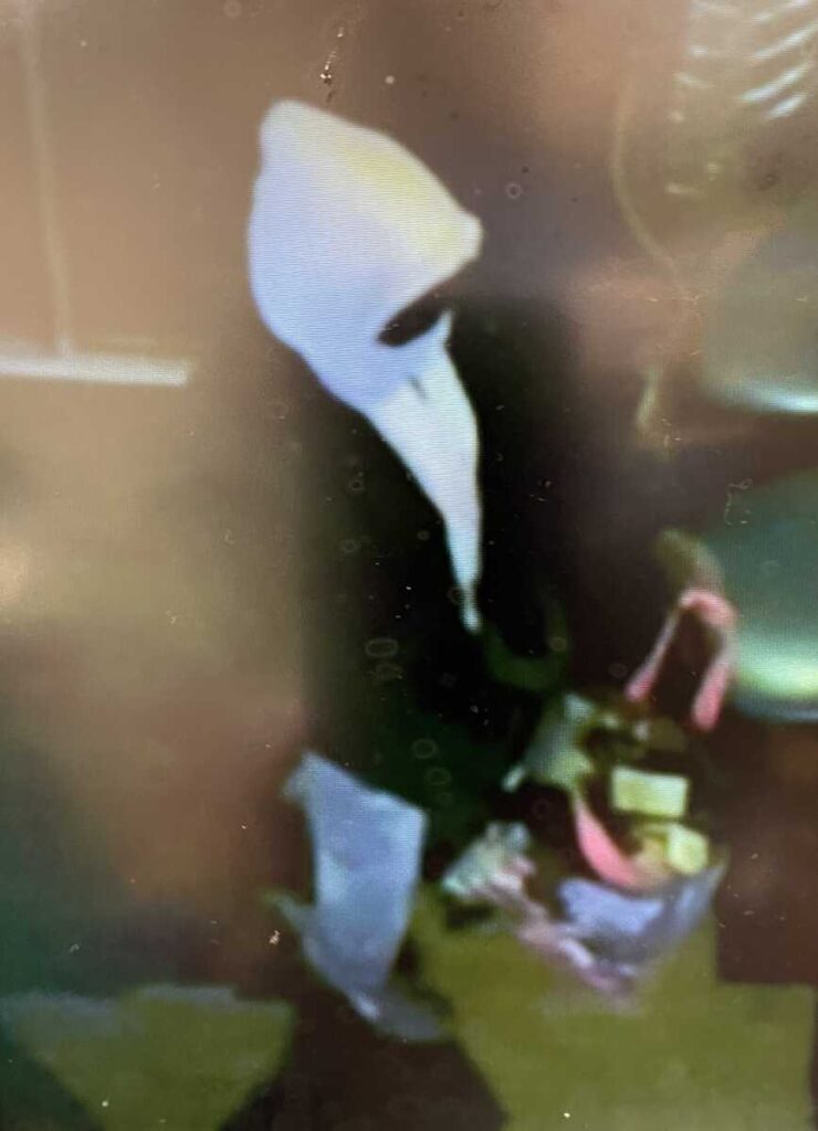 Police Investigating Armed Robbery of Ethiopian Restaurant - The MoCo Show