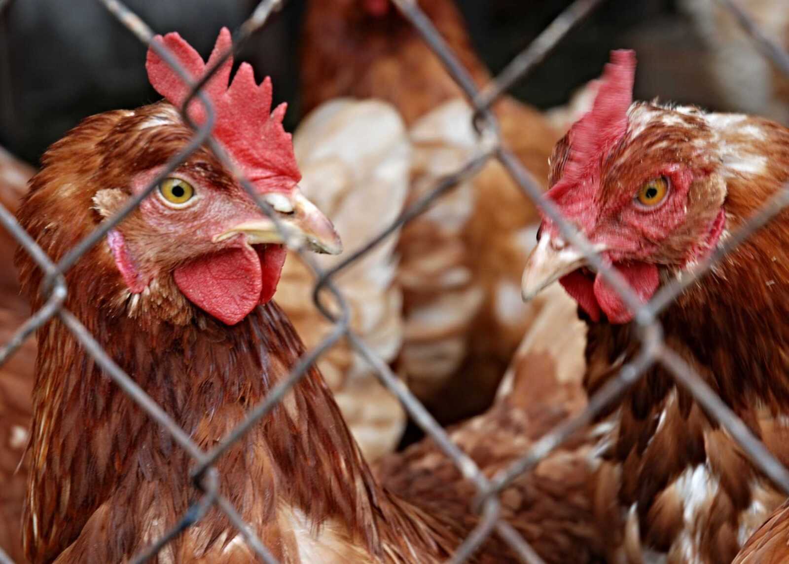 Highly Pathogenic H5N1 Avian Influenza (HPAI) Detected in Montgomery ...