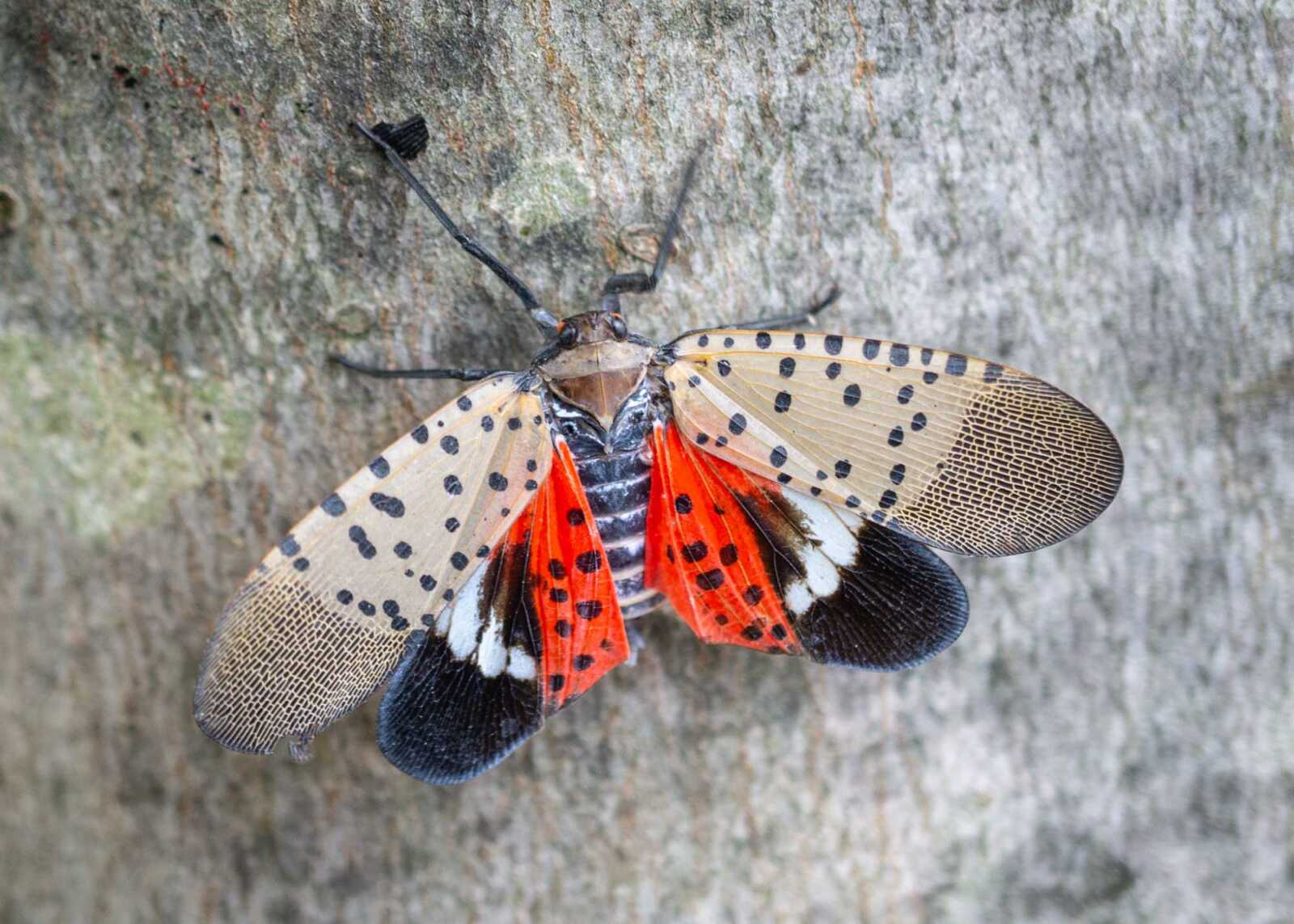 Fly Invasion Spotted Lanternfly Invasion Grows in Montgomery County - The MoCo Show