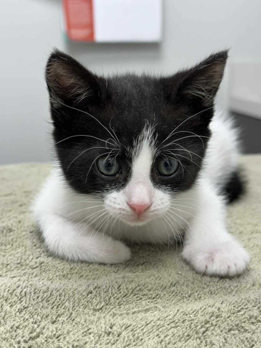 Free Pet Adoptions at Montgomery County Animal Shelter This Weekend