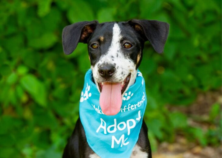 Montgomery County Animal Shelter Announces $16 Adoption Special Amid ...