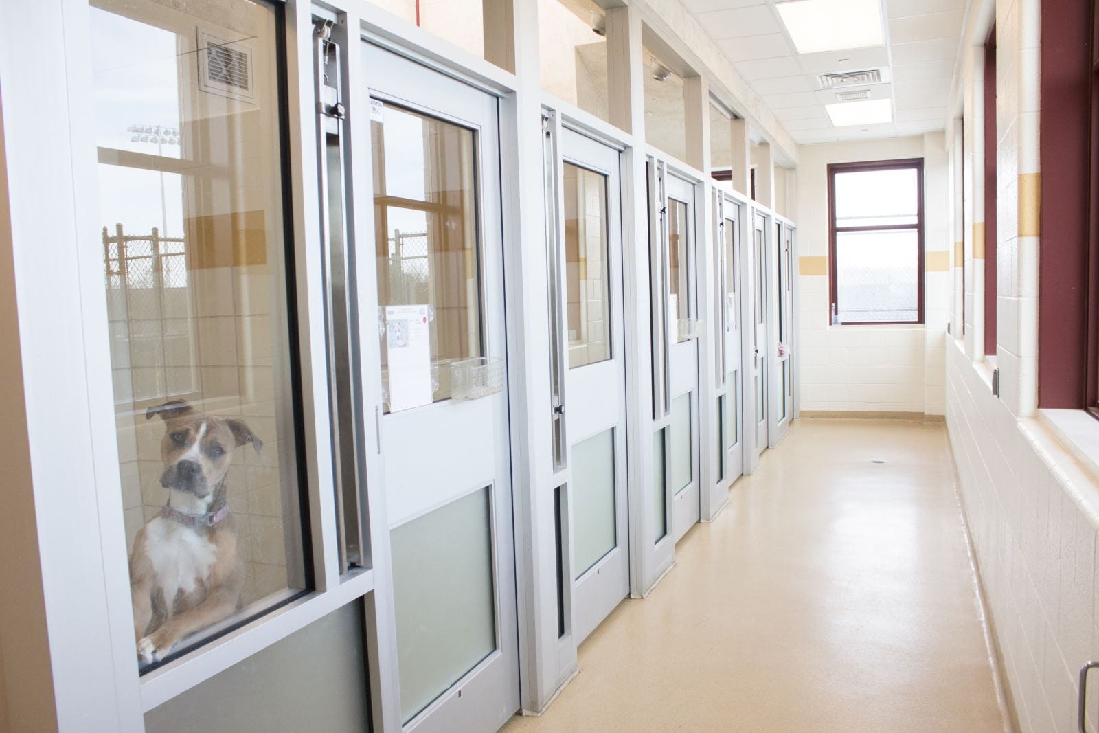Montgomery County Animal Shelter Expands Weekend Adoption Hours - The ...