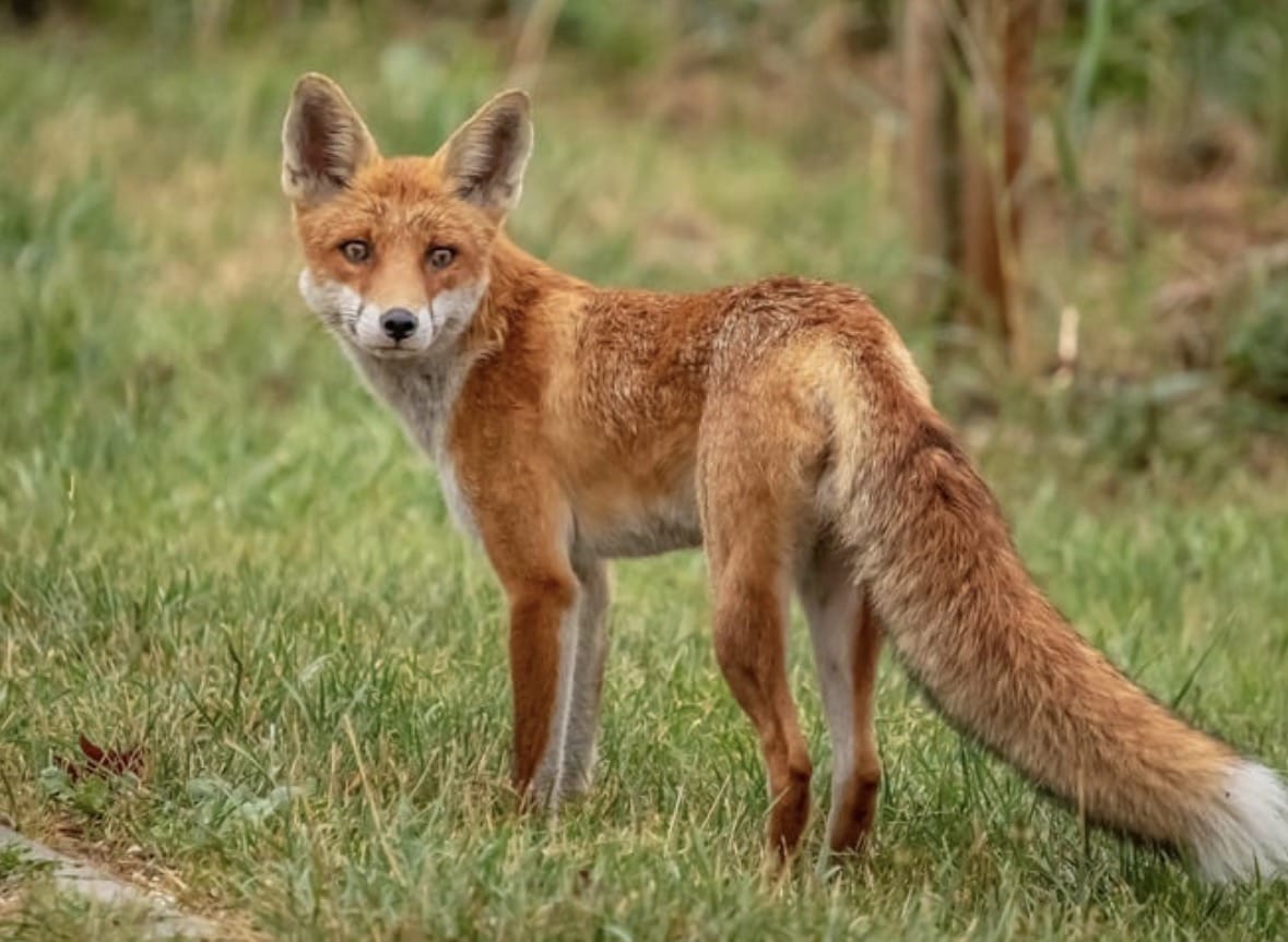 Rabid Fox Attacks Person, Dogs