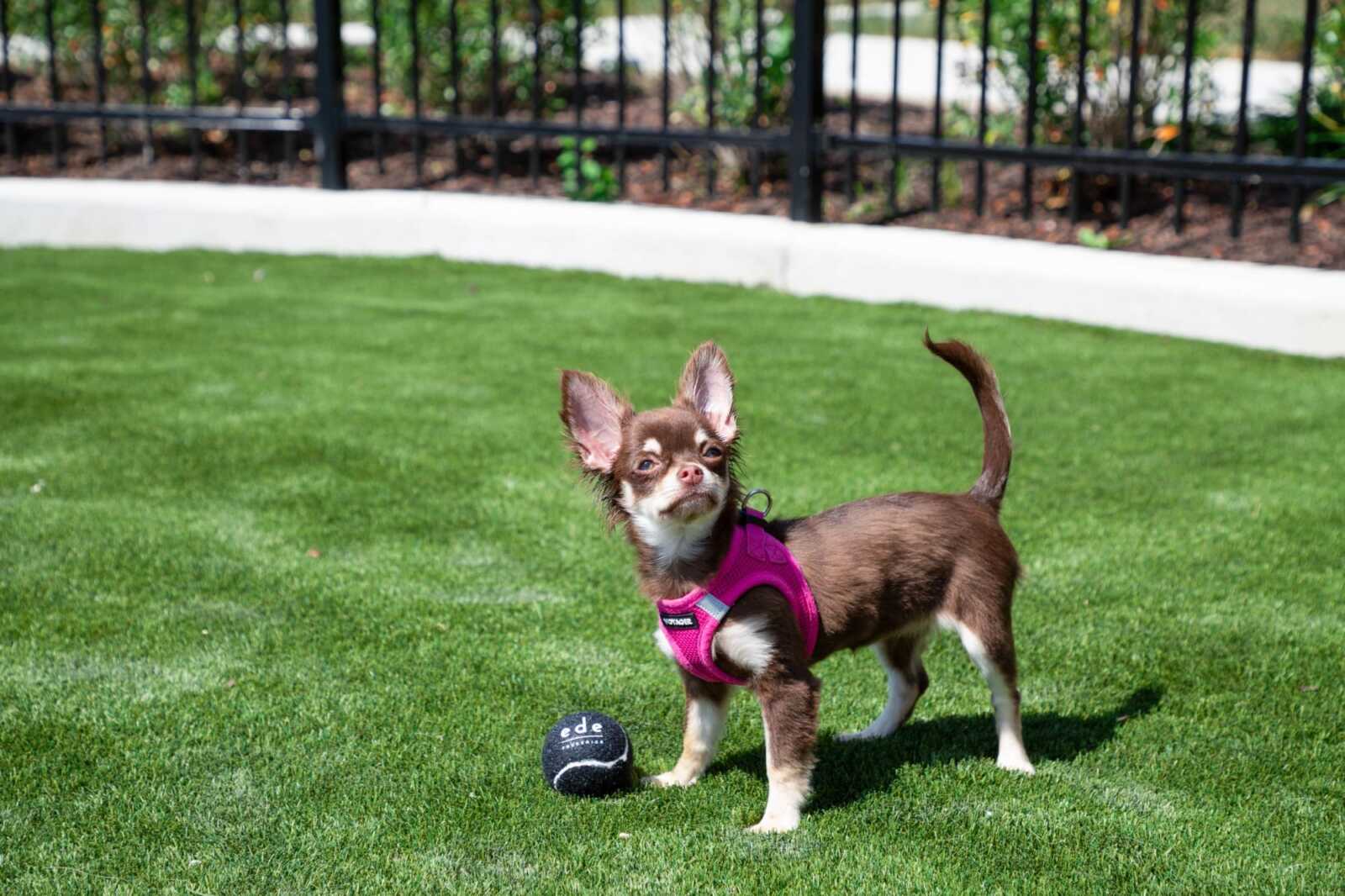 Dog park at EDE Downtown Frederick, MD pet-friendly apartment living